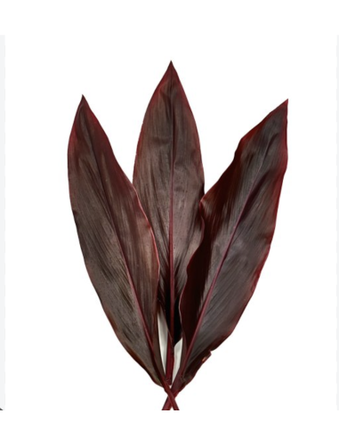 Fresh Red Hawaiian Ti Leaves | Wholesale Tropical Foliage