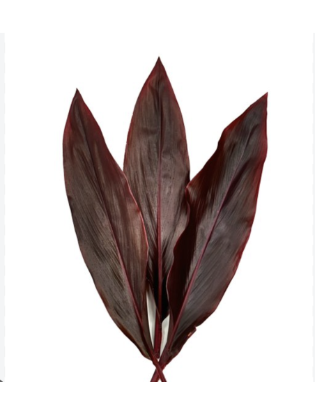 Fresh Red Hawaiian Ti Leaves | Wholesale Tropical Foliage