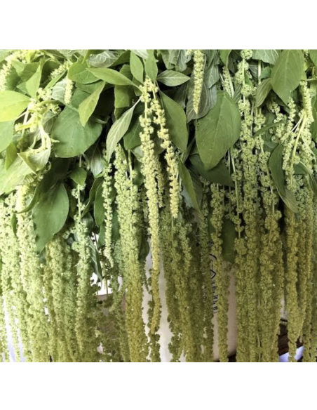 Fresh Green Hanging Amaranthus (10 Stems) | Wholesale Foliage