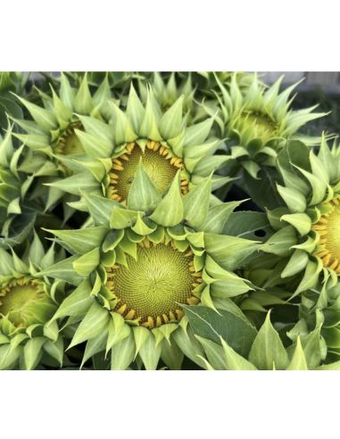 Wholesale Green Eye Sunflowers (10 Stems) | Bulk Green Center Flowers