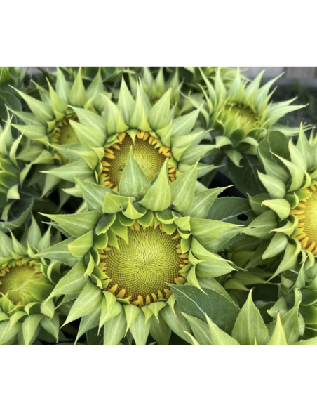 Wholesale Green Eye Sunflowers (10 Stems) | Bulk Green Center Flowers