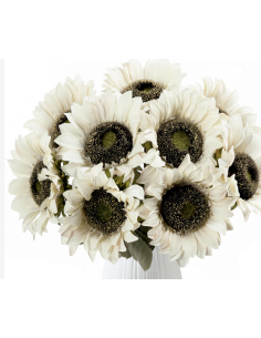 Wholesale White Bi-Color Sunflowers (10 Stems) | Specialty Sunflowers