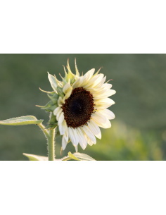 Wholesale White Bi-Color Sunflowers (10 Stems) | Specialty Sunflowers 2