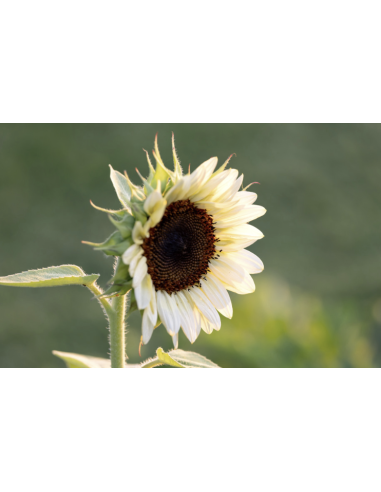 Wholesale White Bi-Color Sunflowers (10 Stems) | Specialty Sunflowers