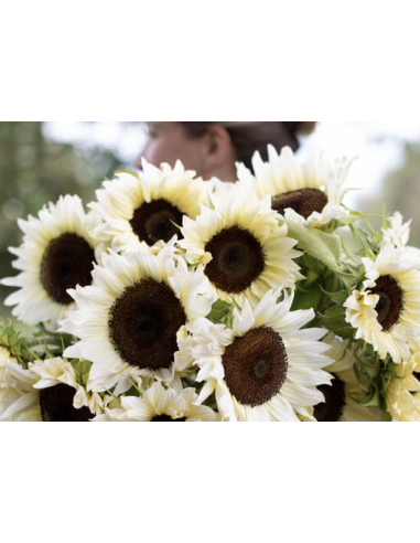Wholesale White Bi-Color Sunflowers (10 Stems) | Specialty Sunflowers