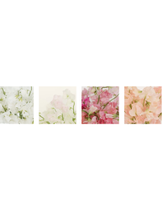 Wholesale Sweet Peas (10 Stems) | Pink, Lavender & White Bunches