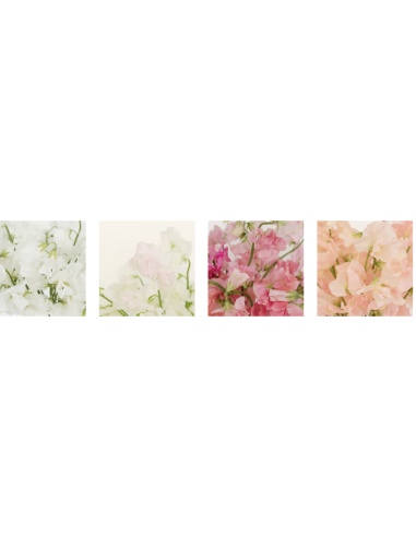 Wholesale Sweet Peas (10 Stems) | Pink, Lavender & White Bunches