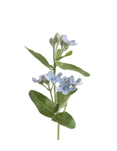 Wholesale Tweedia (Grower's Bunch) | Blue & White Specialty Flowers