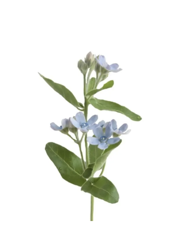 Wholesale Tweedia (Grower's Bunch) | Blue & White Specialty Flowers