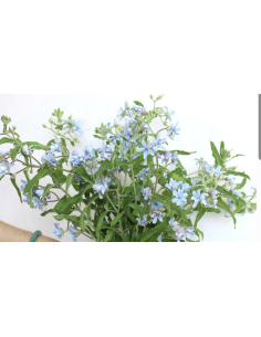 Wholesale Tweedia (Grower's Bunch) | Blue & White Specialty Flowers 2