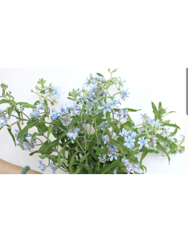 Wholesale Tweedia (Grower's Bunch) | Blue & White Specialty Flowers
