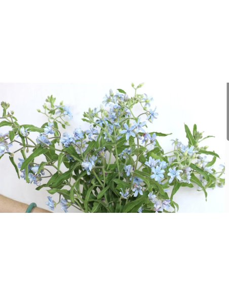 Wholesale Tweedia (Grower's Bunch) | Blue & White Specialty Flowers
