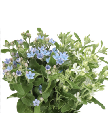 Wholesale Tweedia (Grower's Bunch) | Blue & White Specialty Flowers