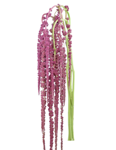 Fresh Red Hanging Amaranthus (10 Stems) | Wholesale Foliage