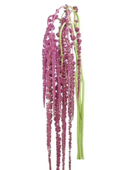 Fresh Red Hanging Amaranthus (10 Stems) | Wholesale Foliage