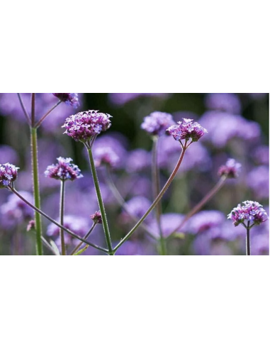 Wholesale Purple Verbena (10 Stems) | Bulk Violet Filler Flowers