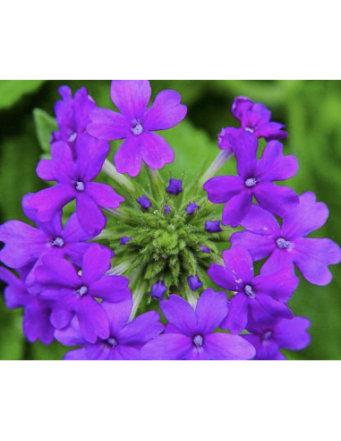 Wholesale Purple Verbena (10 Stems) | Bulk Violet Filler Flowers