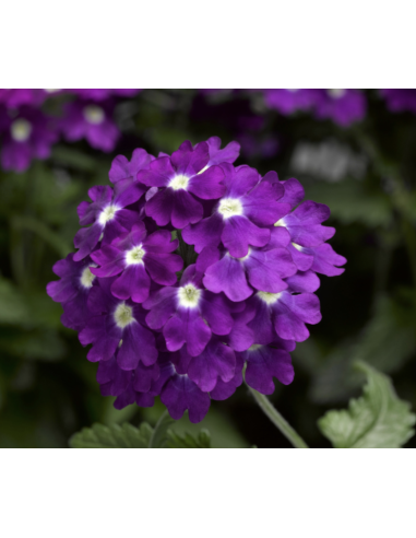 Wholesale Purple Verbena (10 Stems) | Bulk Violet Filler Flowers