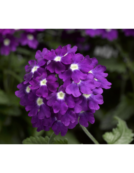 Wholesale Purple Verbena (10 Stems) | Bulk Violet Filler Flowers