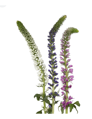 Wholesale Veronica Flowers (10 Stems) | Pink, Purple & White Bunches