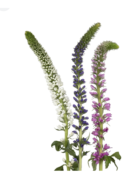Wholesale Veronica Flowers (10 Stems) | Pink, Purple & White Bunches