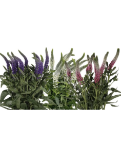 Wholesale Veronica Flowers (10 Stems) | Pink, Purple & White Bunches 2