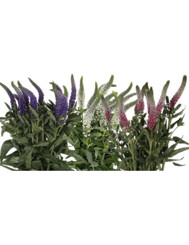 Wholesale Veronica Flowers (10 Stems) | Pink, Purple & White Bunches
