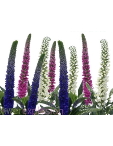 Wholesale Veronica Flowers (10 Stems) | Pink, Purple & White Bunches