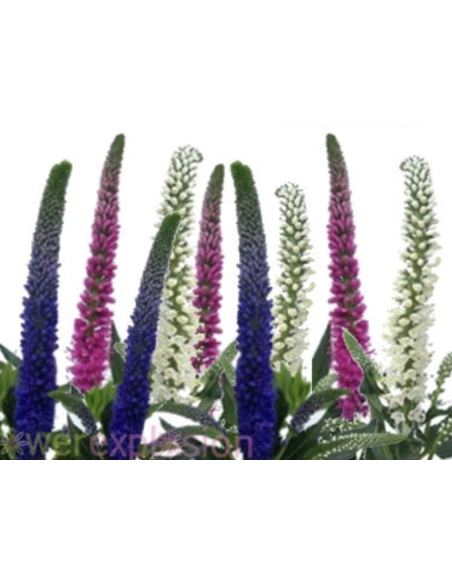 Wholesale Veronica Flowers (10 Stems) | Pink, Purple & White Bunches