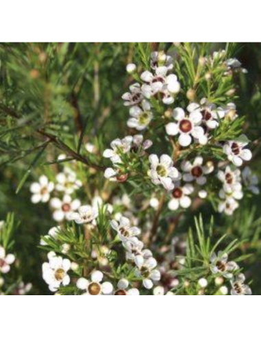Wholesale Hybrid White Waxflower (Grower's Bunch) | Bulk Fillers