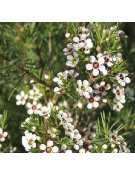 Wholesale Hybrid White Waxflower (Grower's Bunch) | Bulk Fillers