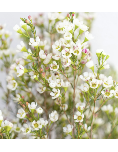 Wholesale Hybrid White Waxflower (Grower's Bunch) | Bulk Fillers 2