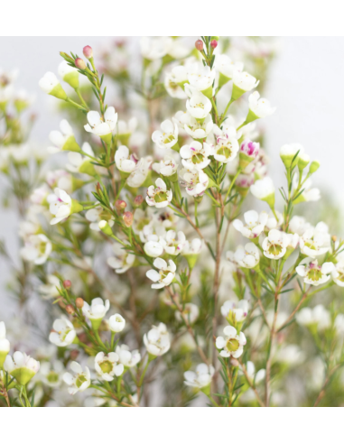 Wholesale Hybrid White Waxflower (Grower's Bunch) | Bulk Fillers