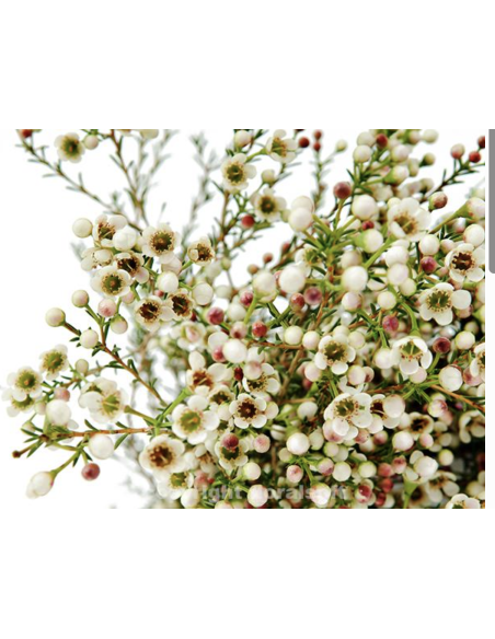 Wholesale Hybrid White Waxflower (Grower's Bunch) | Bulk Fillers