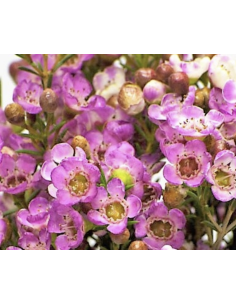 Wholesale Hybrid Pink Waxflower (Grower's Bunch) | Bulk Fillers