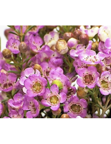 Wholesale Hybrid Pink Waxflower (Grower's Bunch) | Bulk Fillers