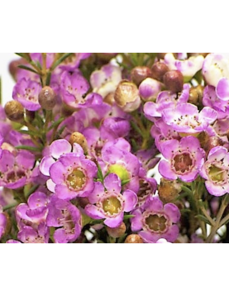 Wholesale Hybrid Pink Waxflower (Grower's Bunch) | Bulk Fillers