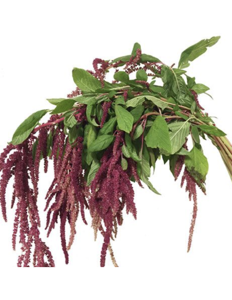 Fresh Red Hanging Amaranthus (10 Stems) | Wholesale Foliage