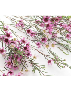 Wholesale Hybrid Pink Waxflower (Grower's Bunch) | Bulk Fillers 2