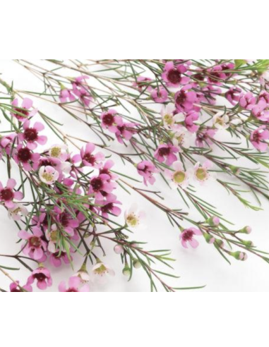 Wholesale Hybrid Pink Waxflower (Grower's Bunch) | Bulk Fillers