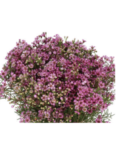 Wholesale Hybrid Pink Waxflower (Grower's Bunch) | Bulk Fillers