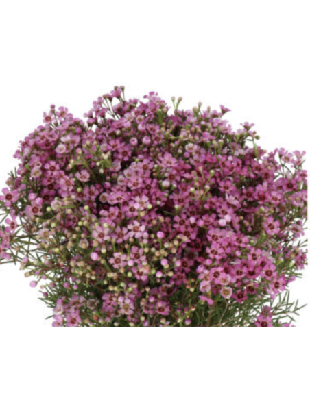 Wholesale Hybrid Pink Waxflower (Grower's Bunch) | Bulk Fillers
