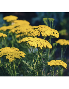 Yarrow – Tansy (Grower's Bunch)