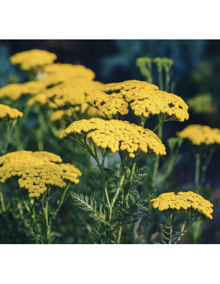 Yarrow – Tansy (Grower's Bunch)