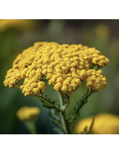 Yarrow – Tansy (Grower's Bunch) 2