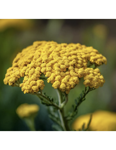 Yarrow – Tansy (Grower's Bunch)