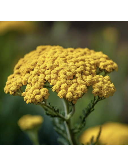 Yarrow – Tansy (Grower's Bunch)