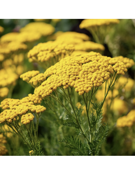 Yarrow – Tansy (Grower's Bunch)