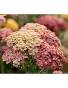 Yarrow – Cottage Series: Peach, White, Pink, Red (Grower's Bunches)