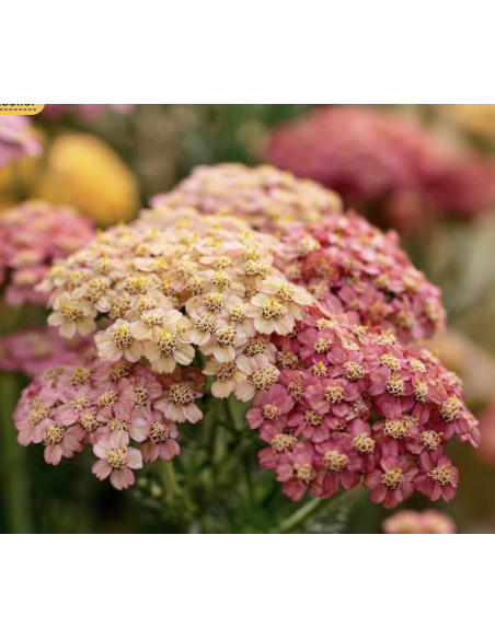 Yarrow – Cottage Series: Peach, White, Pink, Red (Grower's Bunches)